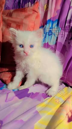 cat sell