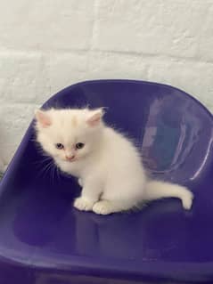 Persian