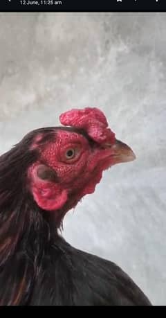 اصیل مرغ