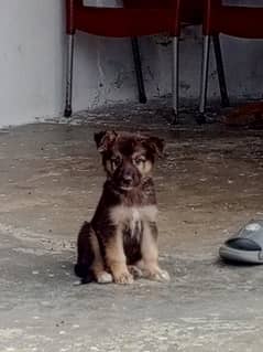 German shepherd gsd dog for sale 03199928962