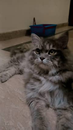 persian grey male cat