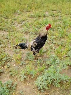 Aseel cock