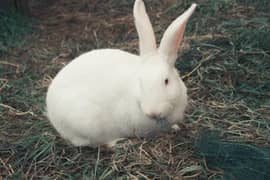 New Zealand white black brown rabbit