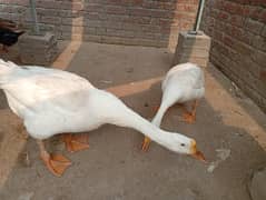 Ducks Healthy and Active