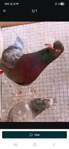 03075197074 my WhatsApp. cal 03274142847