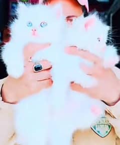Persian kitten for urgent saleMy WhatsApp number 03413177865
