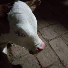 cow