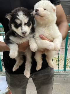 Husky