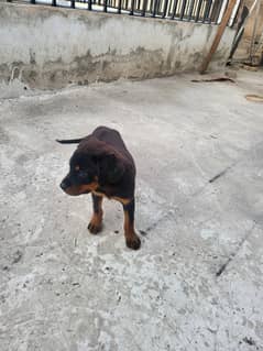 Rottweiler puppy - Pure Breed - Vaccinated