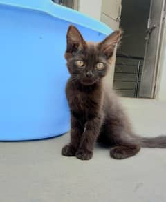 Black Single Coated Cat