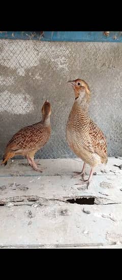 Dakni teetar . age 11 month. Andy deny Waly hen guarantee sy