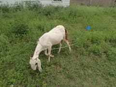 Bakri