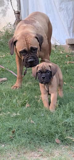 Bull Mastiff giant dog puppies 2.5 months old
