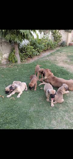 Bull Mastiff Puppies | KCP Pedigree | Vaccinated | Microchipped