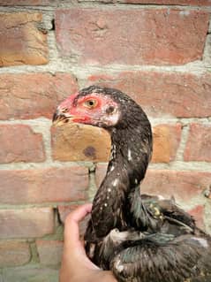 Black O Shamo ( parrot face)