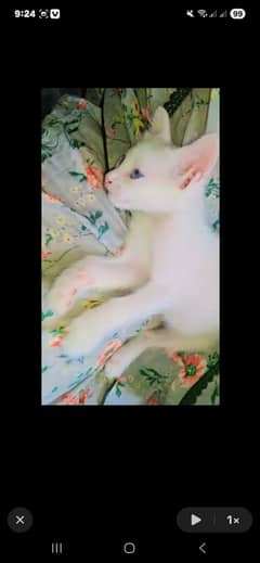 Persian kitten