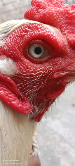 Aseel hen/male. . /tall height /healthy /vaccinated