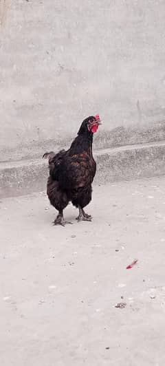 Healthy Golden buff laying eggs  near Sialkot