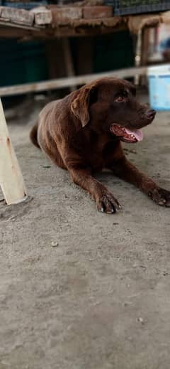 Labora dog Available for cras
