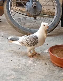 Sentinet Pigeon Male 100% Breeder
