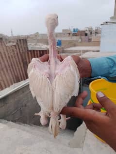 aseel Heera