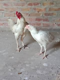 paper white heera pair quality birds
