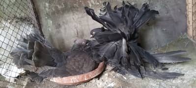 American fan tail pigeons whole setup of 100 pieces for sale
