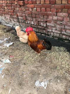 one year age desi murga full active price only 3000