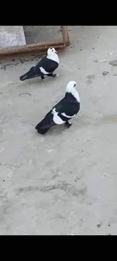Karbali