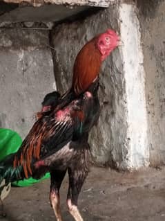 Shamo croor ma