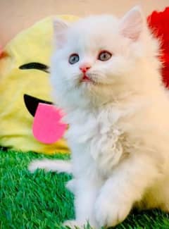 Persian