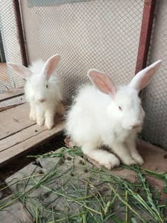 Rabbit