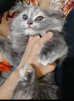 person cat pair for sale. .
