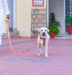 Labrador Male - Well Trained, Pedigree & Vaccinated Dog