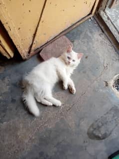 cat