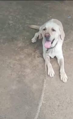 Show class Labrador male urgent sale