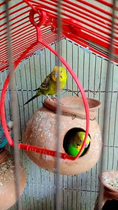 Australian Parrot 03 pairs available in reasonable price