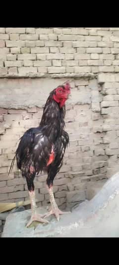 lasani