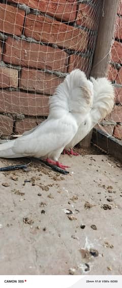 full breeder pair healthy active