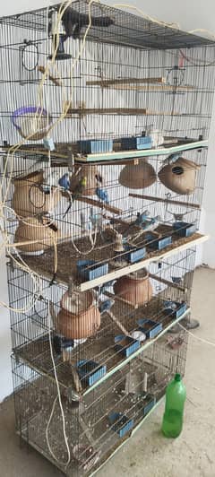 birds cage