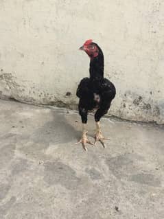 mushka