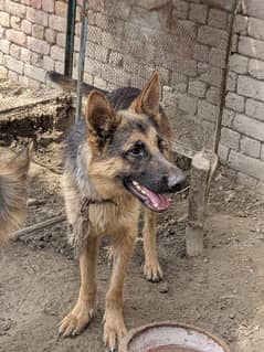 German shepherd dogs pure