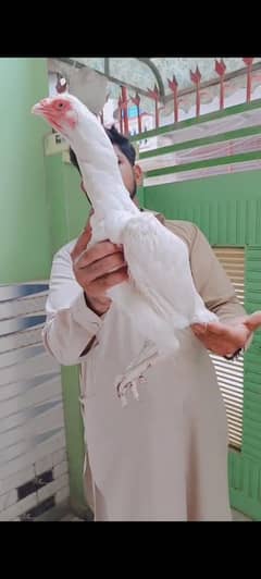 contect