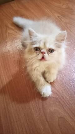 Extreme punch face kittens for sale