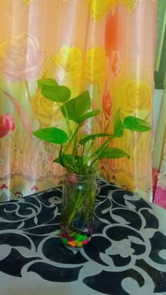 money plants