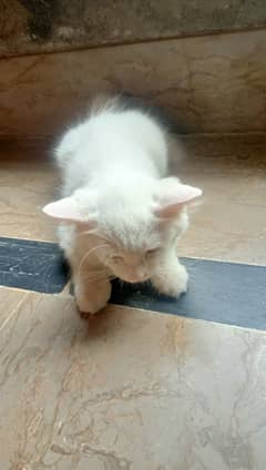 Percian