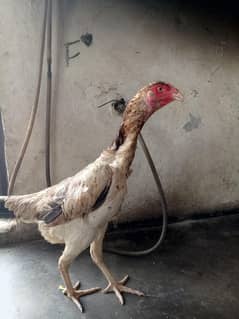 kesi