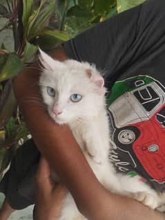 Persian blue eyes white cat