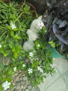 Persian