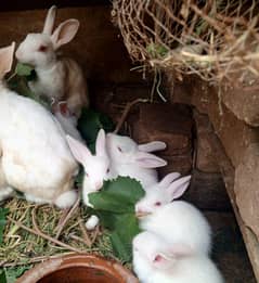 german rabbits